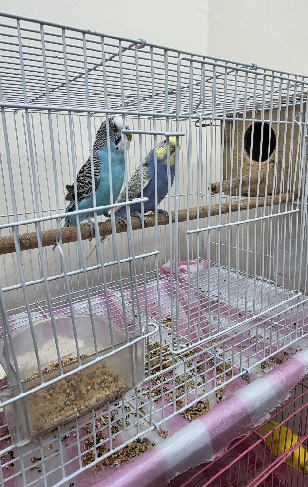 2 pairs with cage - 1