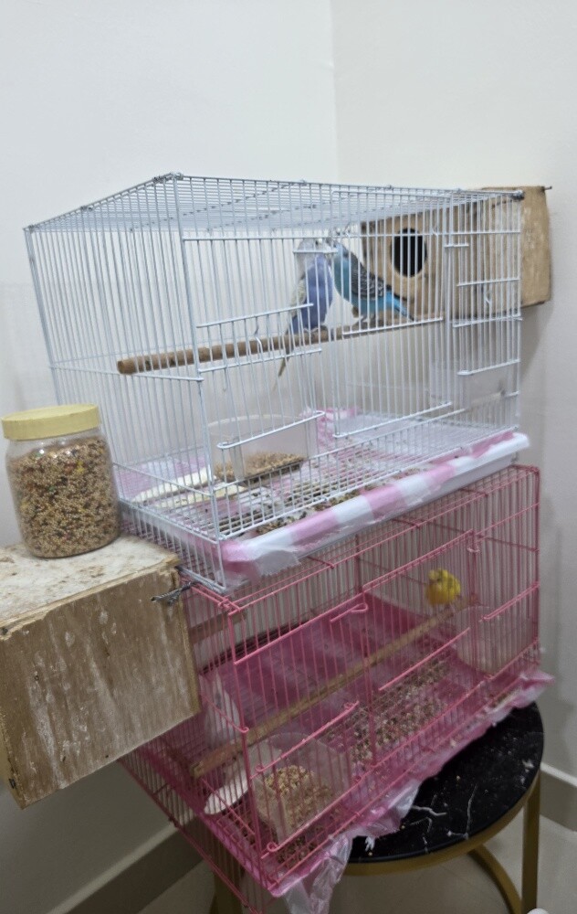 2 pairs with cage - 3