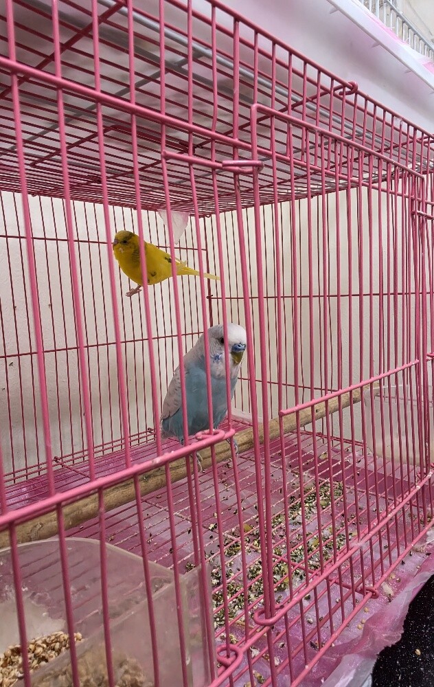 2 pairs with cage - 2