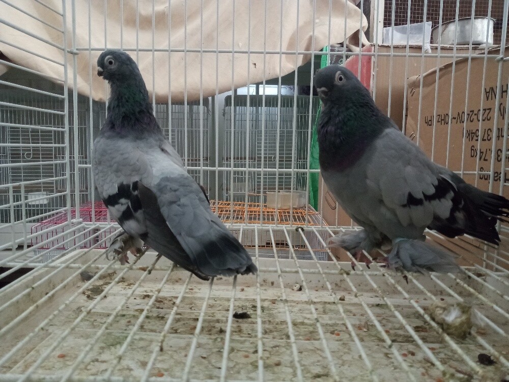 Pigeons sort - 3