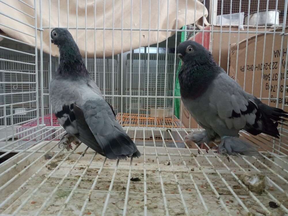 Pigeons sort - 2