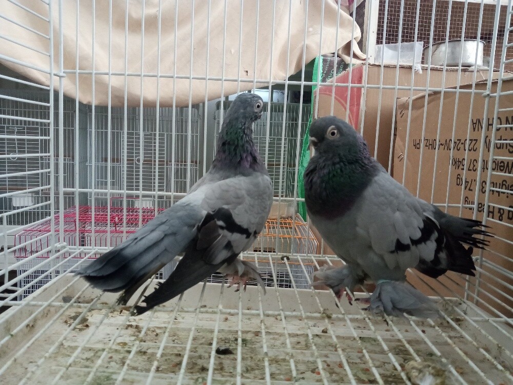 Pigeons sort - 1
