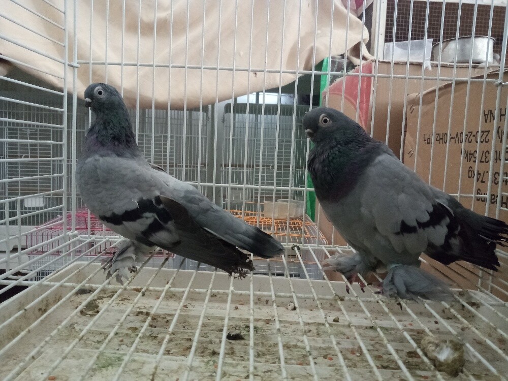 Pigeons sort - 4