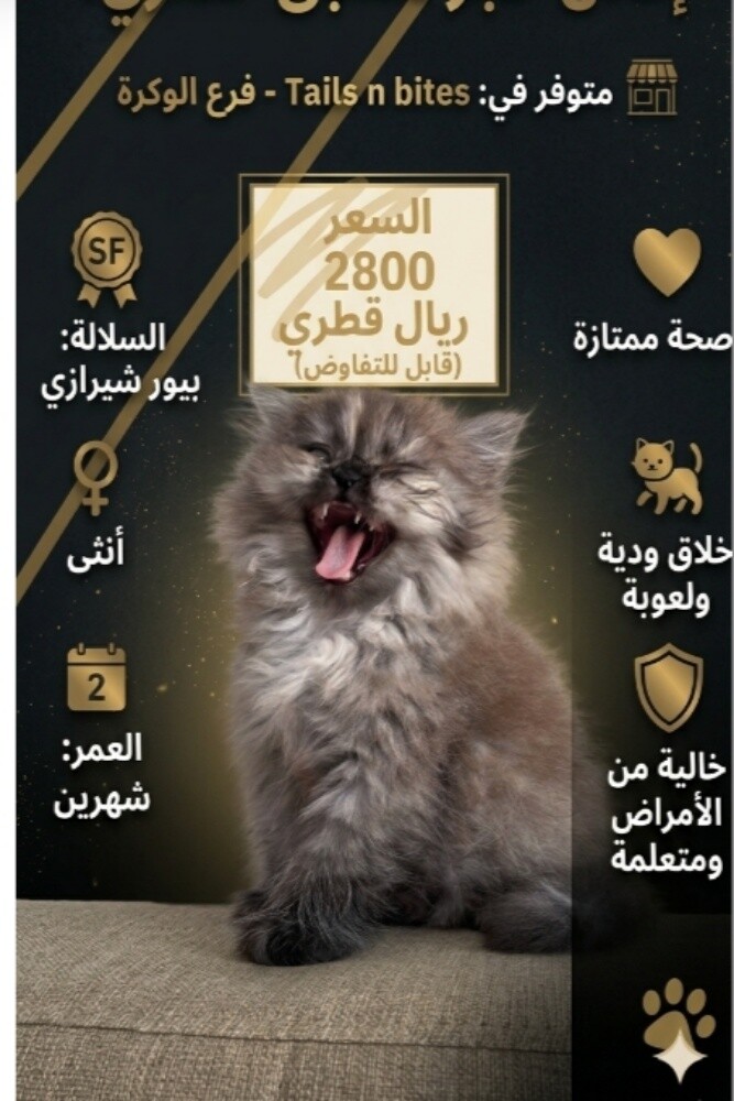 قطط للبيع شوف الوصف - 2