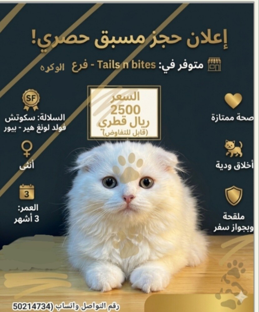 قطط للبيع اقرا الوصف - 1
