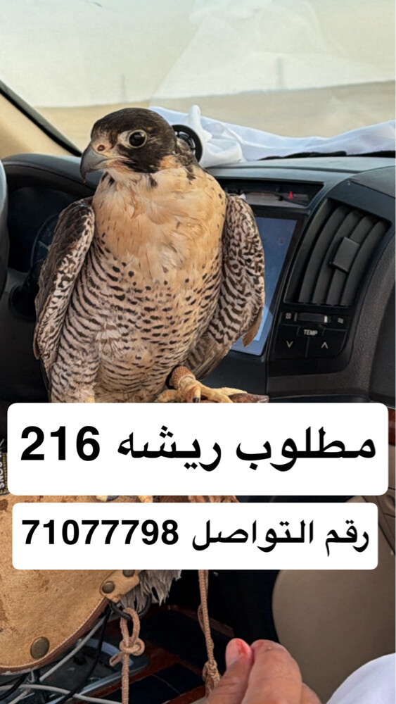 مطلوب ريشه ٢١٦ - 1