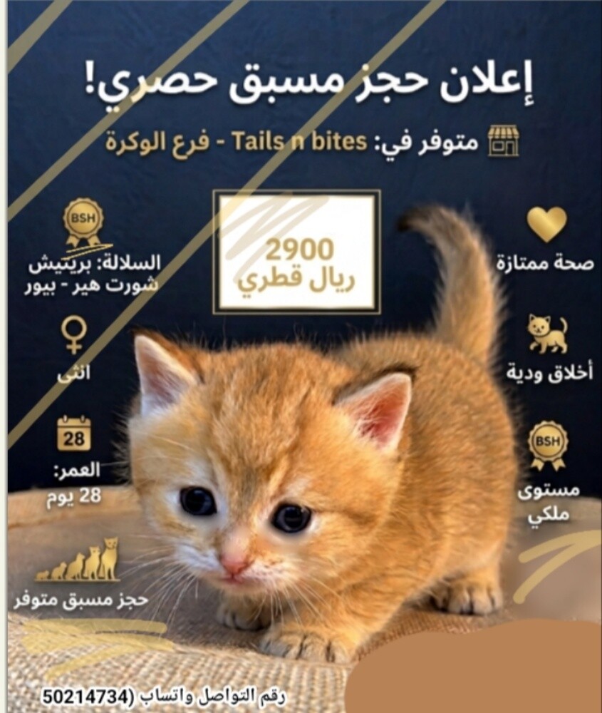 قطط للبيع اقرا الوصف - 1