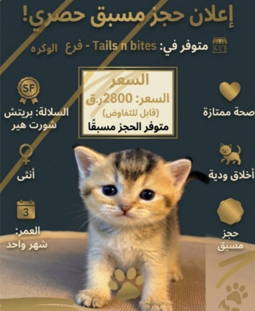 قطط للبيع اقرا الوصف - 1