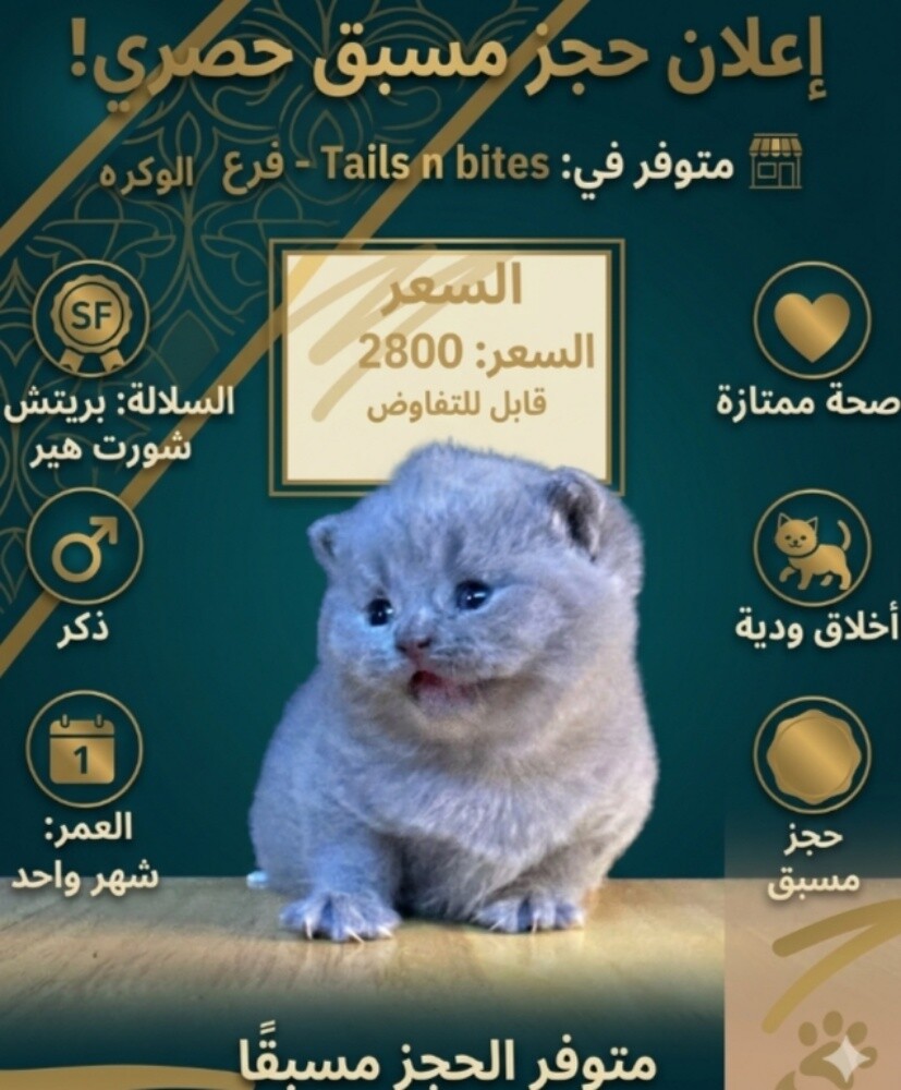 قطط للبيع اقرا الوصف - 1