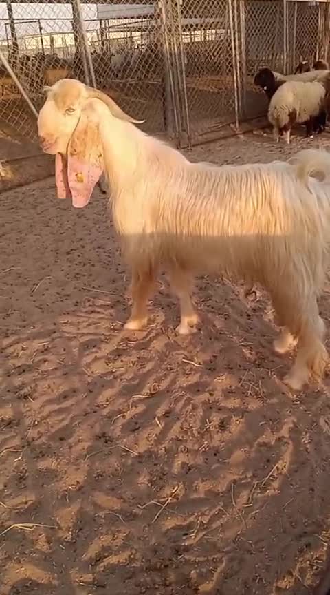 تيس عارضي ابيض - 1