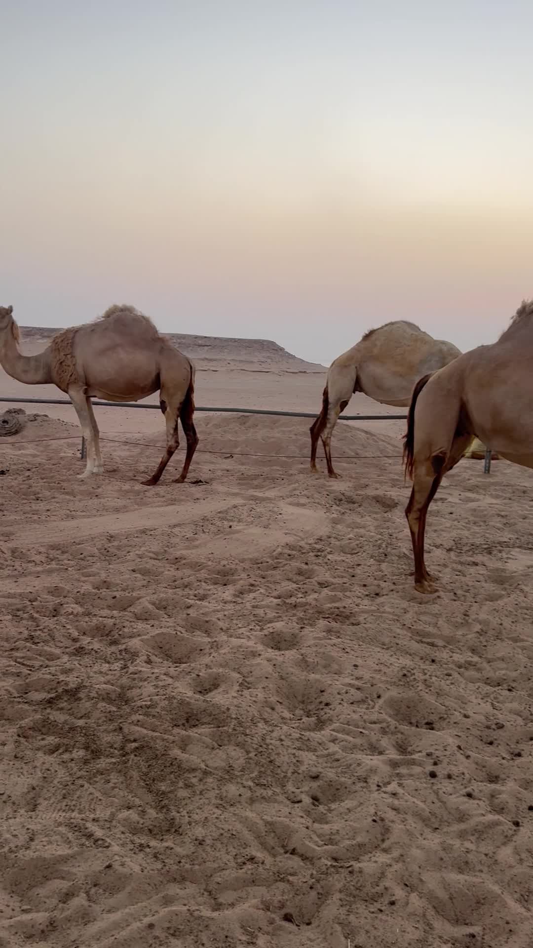 القاضي - 1