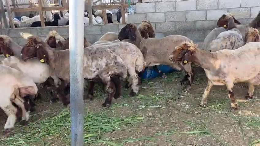 شوهات سورين طيبه ديد سن اتنين شق - 1