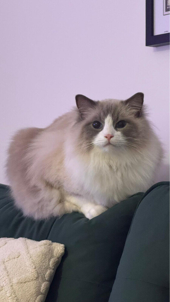 ragdoll - 2
