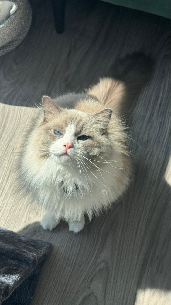 ragdoll - 3