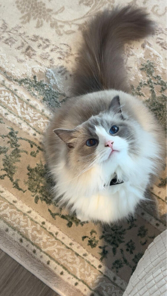 ragdoll - 4