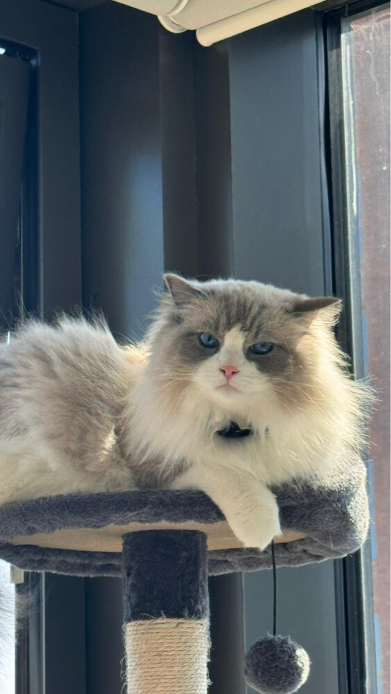 ragdoll - 5