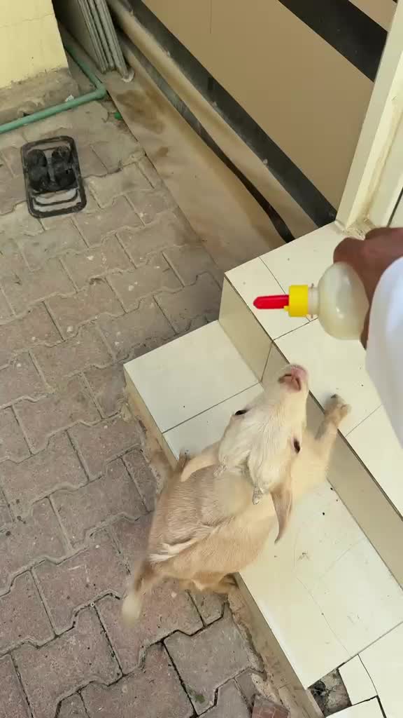 small Pygmy goat - 2