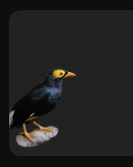 Enamel chick is required - 1