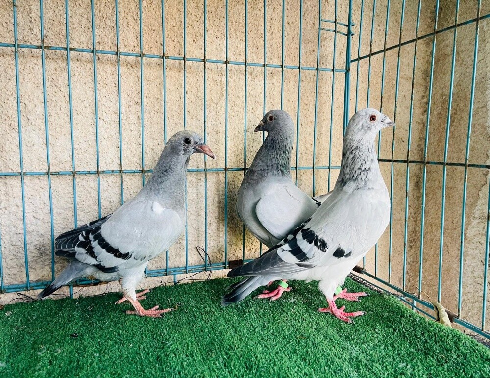 ice breeding pair - 1
