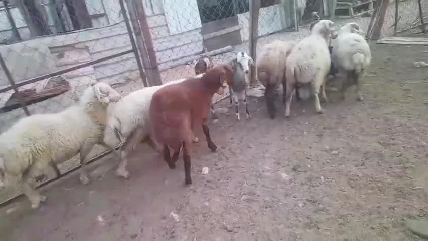 للبيع خرفان ارنيه مراابي عزبه - 1