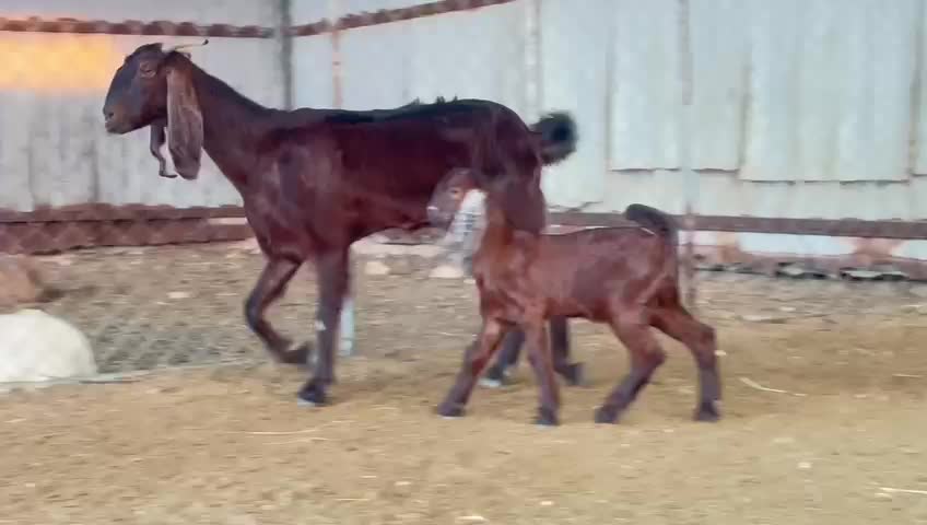 للبيع  عنز غبرصيه وليد طيبه - 1