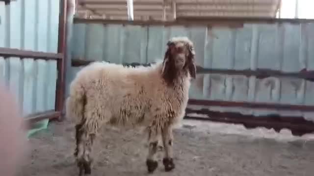 رخله - 4