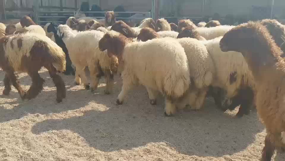 خرفان ورخال سوري - 1