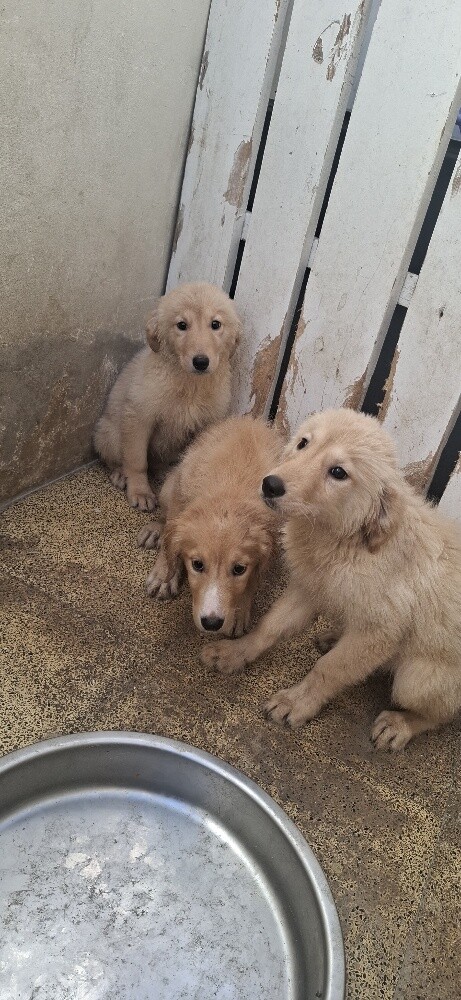 golden retriever - 1