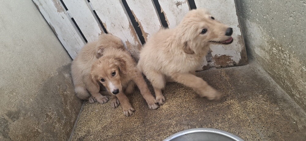 golden retriever - 8
