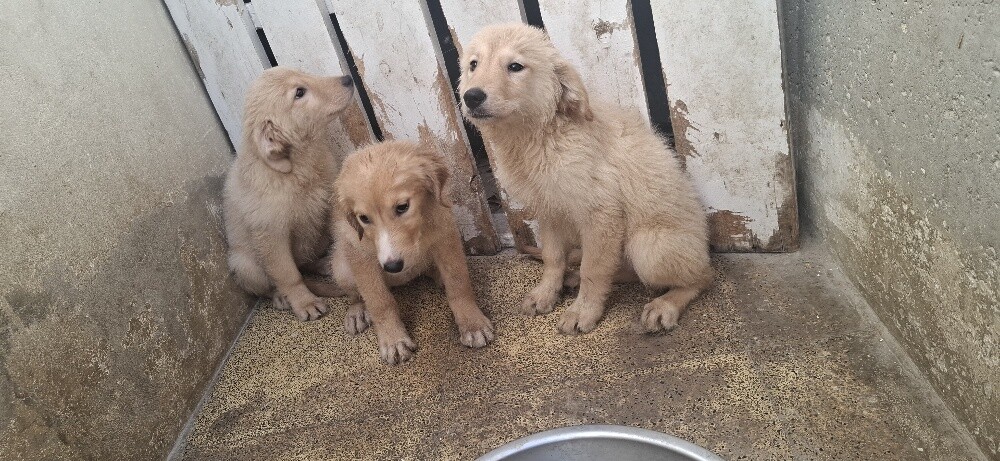 golden retriever - 2