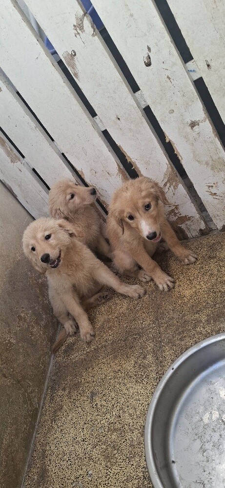 golden retriever - 7