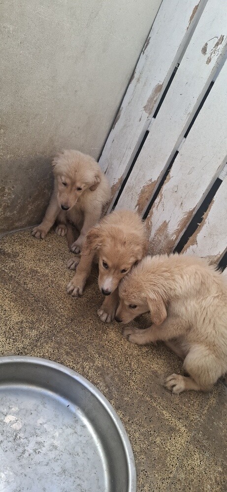 golden retriever - 3
