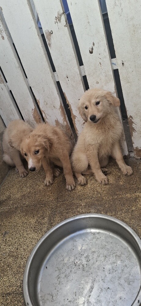 golden retriever - 6