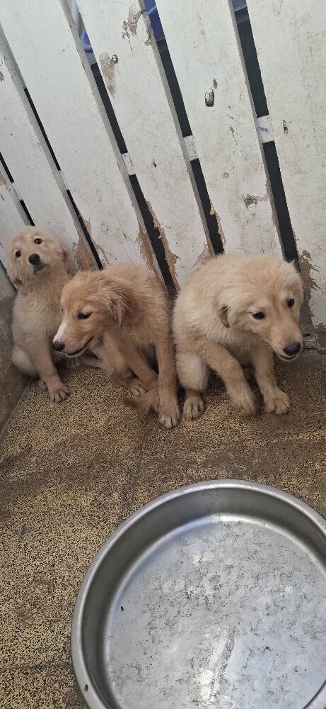 golden retriever - 5
