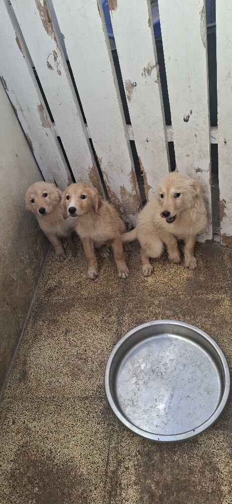 golden retriever - 4