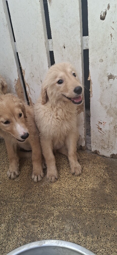 golden retriever - 10