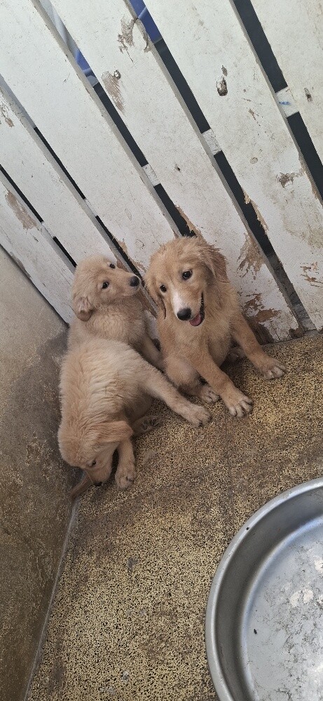 golden retriever - 9