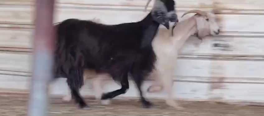 المعز عوارض - 4