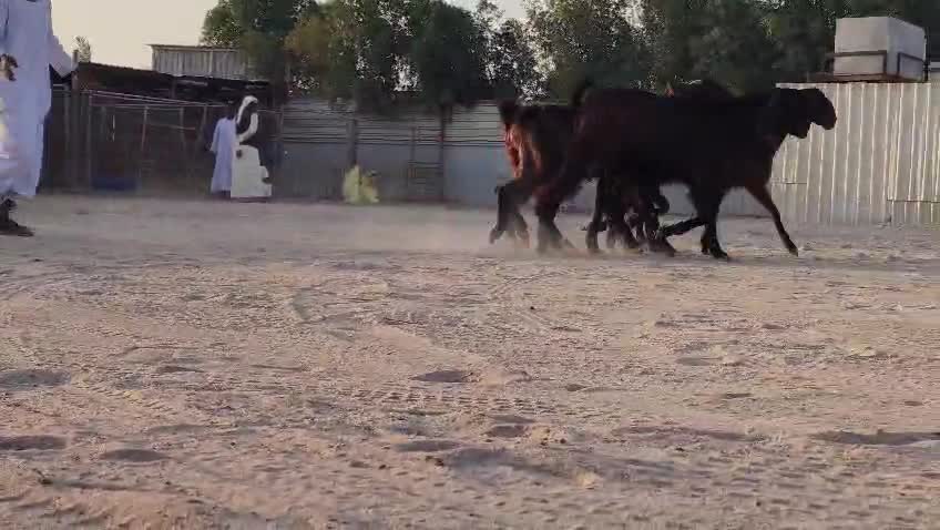 للبيع معزا قبرصيات طيبه - 4