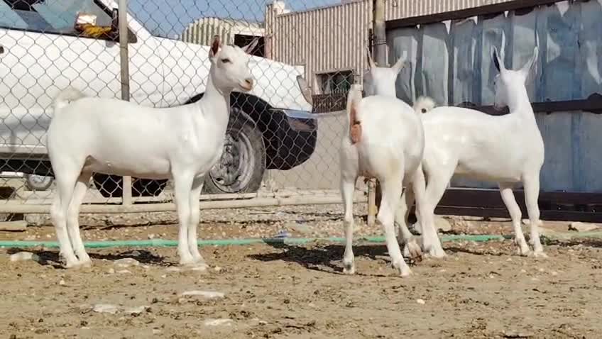 للبيع جمد عمانيات برص اصايل - 3