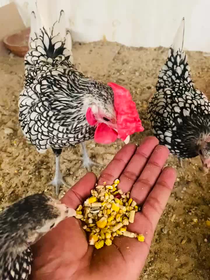 سبرايت سلفر ليز - 1