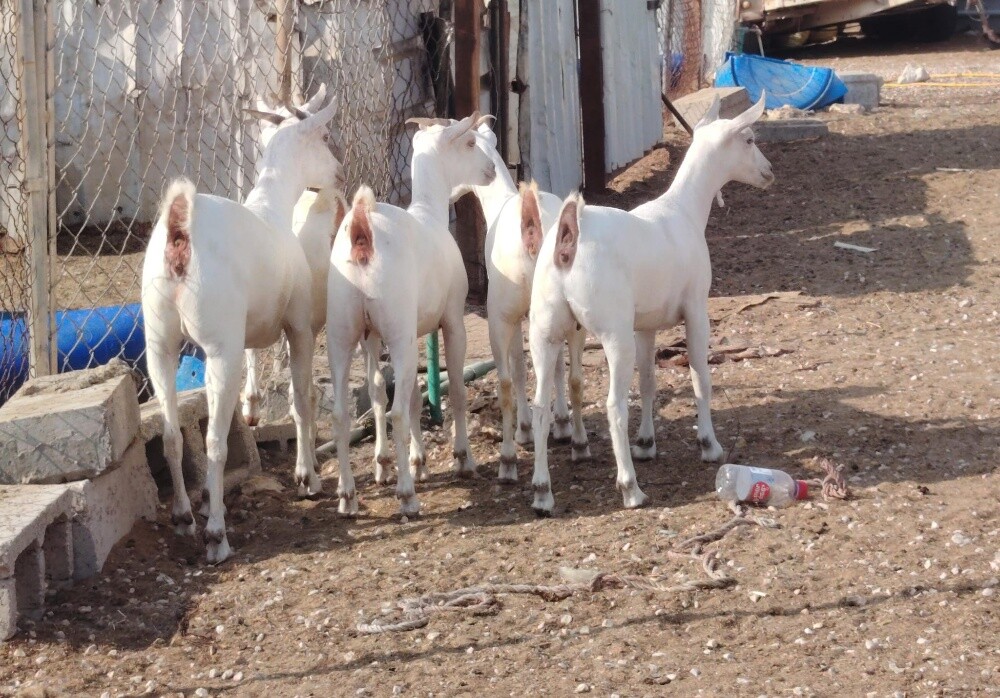 للبيع جمد عمانيات برص اصايل - 3