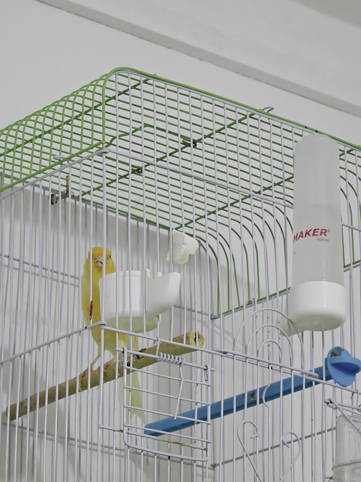 Canary Male Ready Orange color - 1