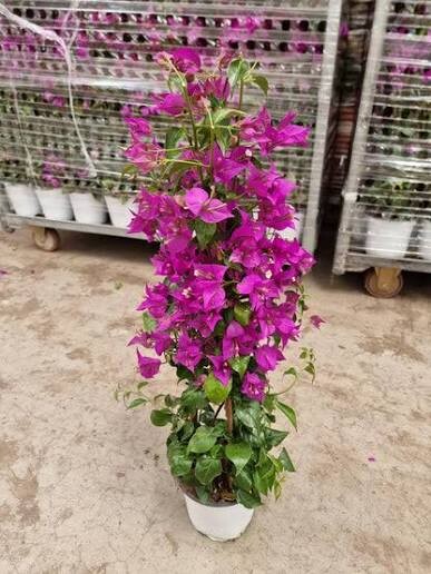 LUSAIL HILLS Landscaping Serv - 2