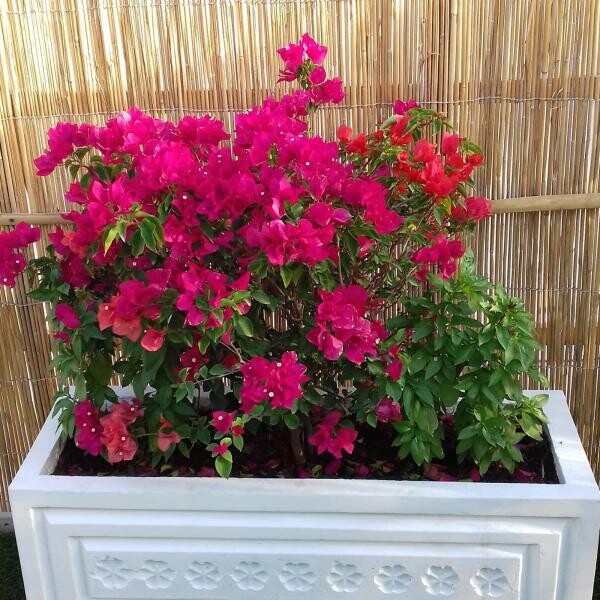 LUSAIL HILLS Landscaping Serv - 6