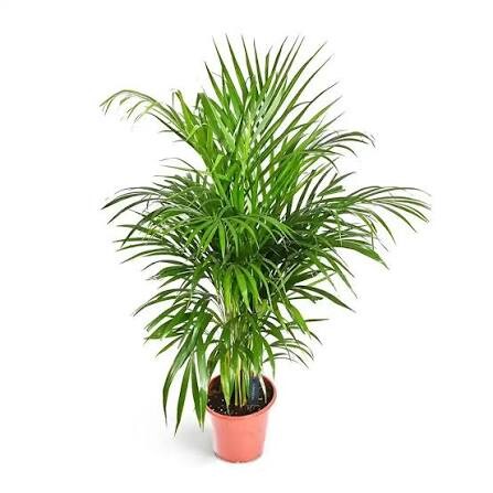 LUSAIL HILLS Landscaping Serv - 3