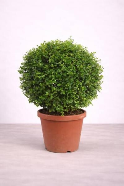 LUSAIL HILLS Landscaping Serv - 4