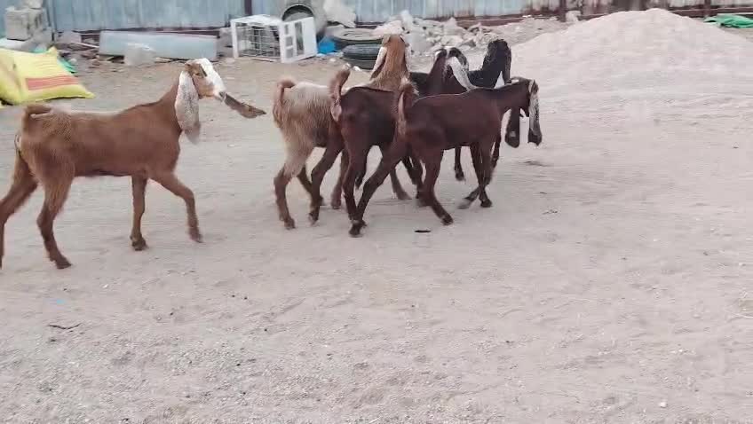 جمد  مشاريك طيبه تانيه - 1