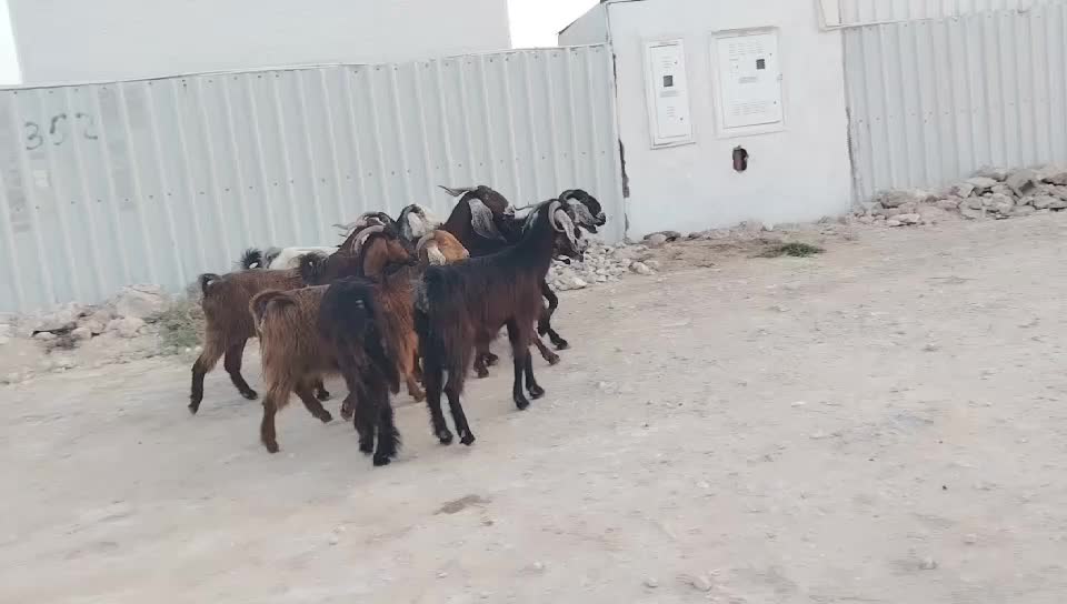 معزة طيبة - 1