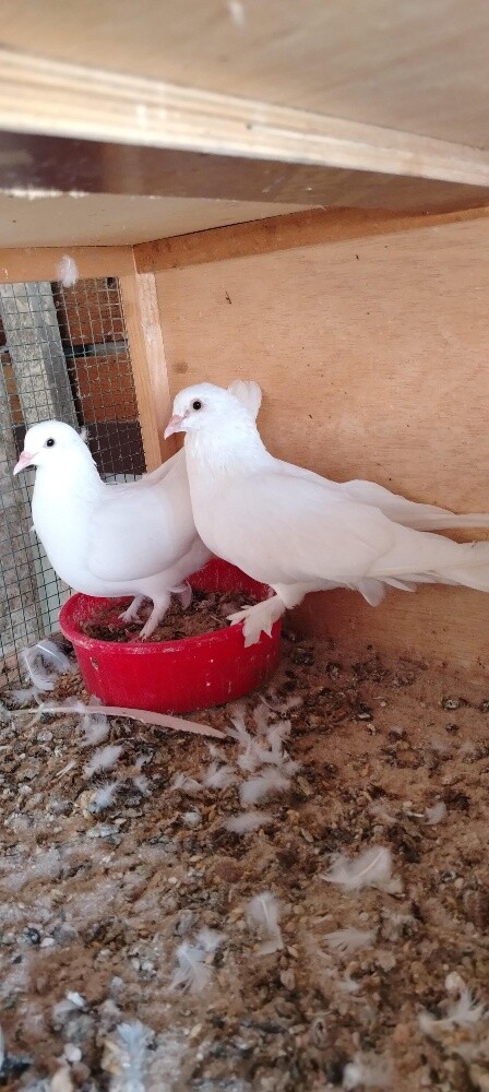 للبيع حمام لحم فرنسي جامبو - 6
